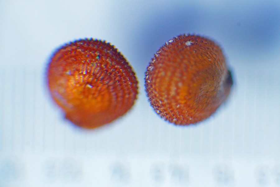 Montia fontana da precisare